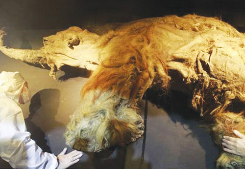 Mammoth exhibition 39,000 years ago