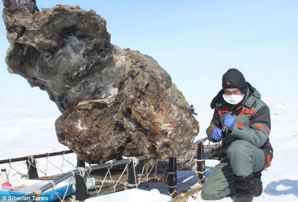 Mammoths can be 'revived' images 1
