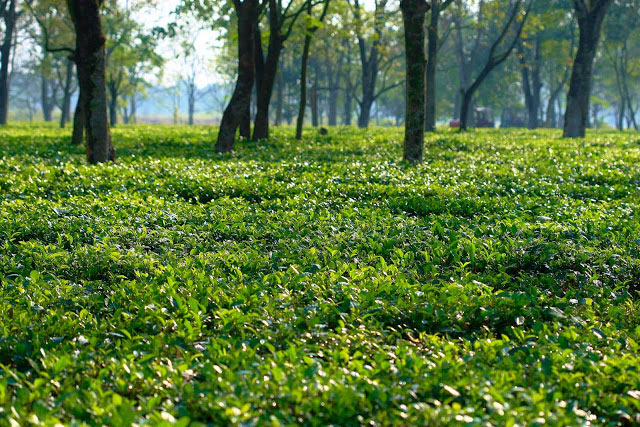 Picture 3 of Manas Wildlife Reserve
