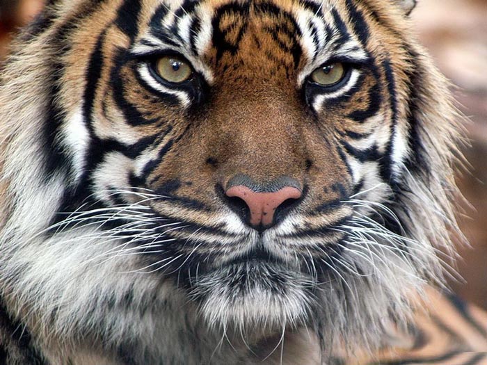 Picture 4 of Manas Wildlife Reserve