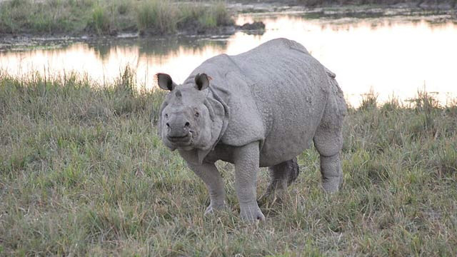Picture 5 of Manas Wildlife Reserve