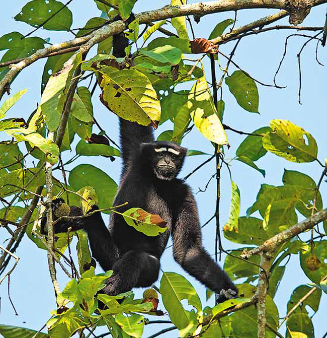 Picture 7 of Manas Wildlife Reserve