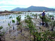 Picture 2 of Mangrove forest - green wall in front of the sea