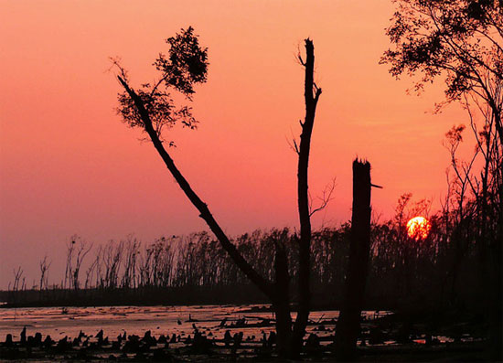 Picture 1 of Mangrove forests continue to decline