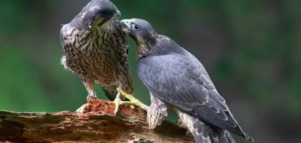 Picture 3 of Mankind is only worthy to carry sandals for this bird to be faithful