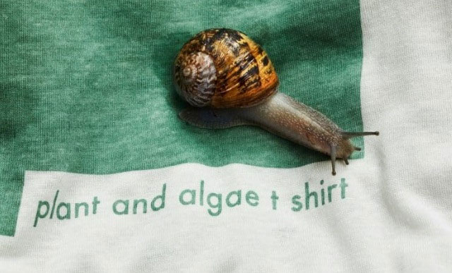 Picture 2 of Manufacture of biodegradable T-shirts in 12 weeks