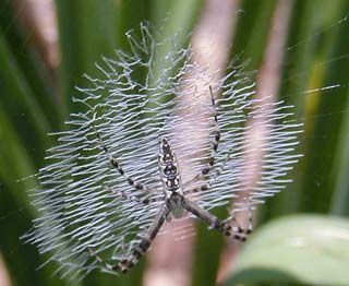 Picture 2 of Manufacturing artificial spider silk: many useful applications in the future