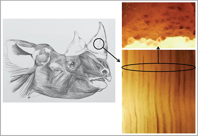 Picture 1 of Manufacturing fake rhino horn to save real rhinos