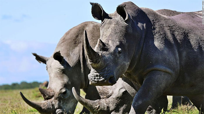Picture 2 of Manufacturing fake rhino horn to save real rhinos
