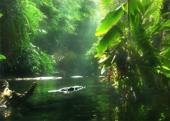 Picture 1 of Many plants and animals are in danger of extinction