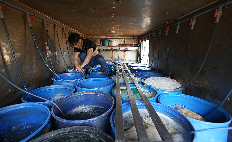 Picture 11 of Many specialty fish species in the mountain wholesale market