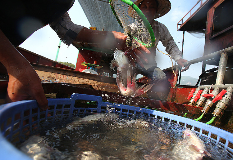 Picture 5 of Many specialty fish species in the mountain wholesale market