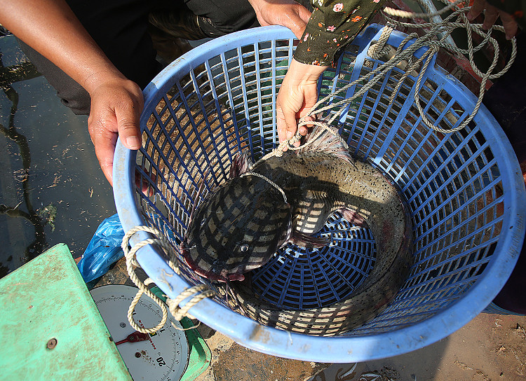 Picture 6 of Many specialty fish species in the mountain wholesale market