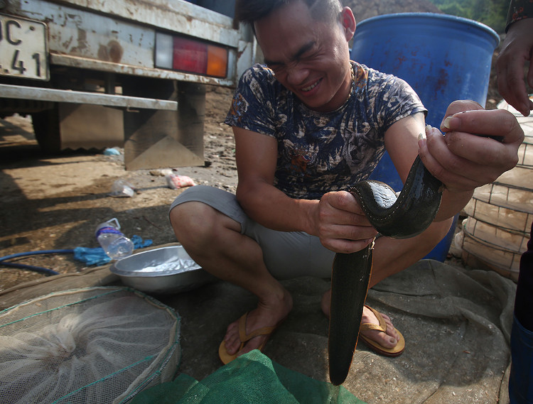 Picture 7 of Many specialty fish species in the mountain wholesale market