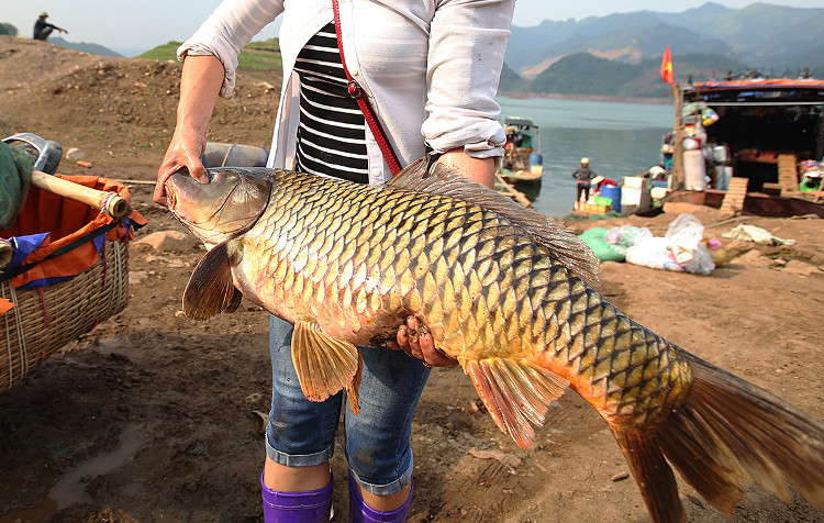 Picture 8 of Many specialty fish species in the mountain wholesale market