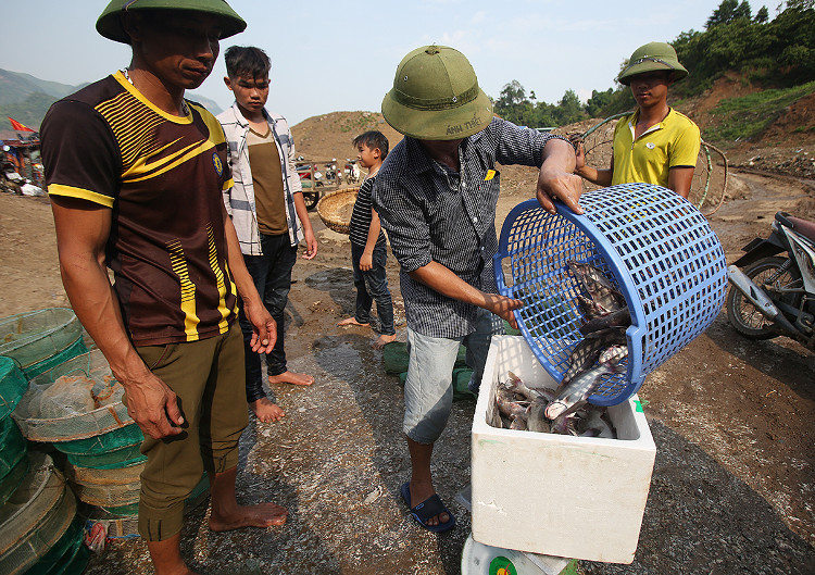 Picture 9 of Many specialty fish species in the mountain wholesale market
