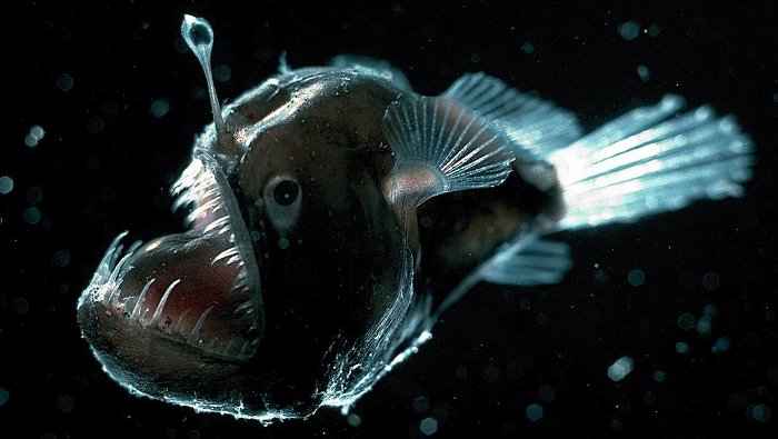 Picture 2 of Mariana Basin - What is the deepest place in the ocean?