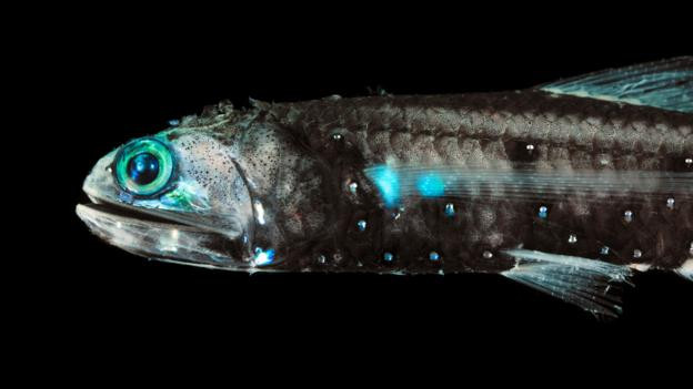Picture 3 of Mariana Basin - What is the deepest place in the ocean?