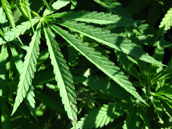 Picture 1 of Marijuana does not work to relieve pain