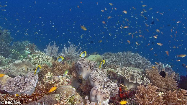Picture 2 of Marine animals are losing their shells