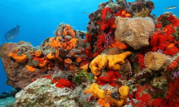 Picture 1 of Marine animals protect the Earth from millions of viruses