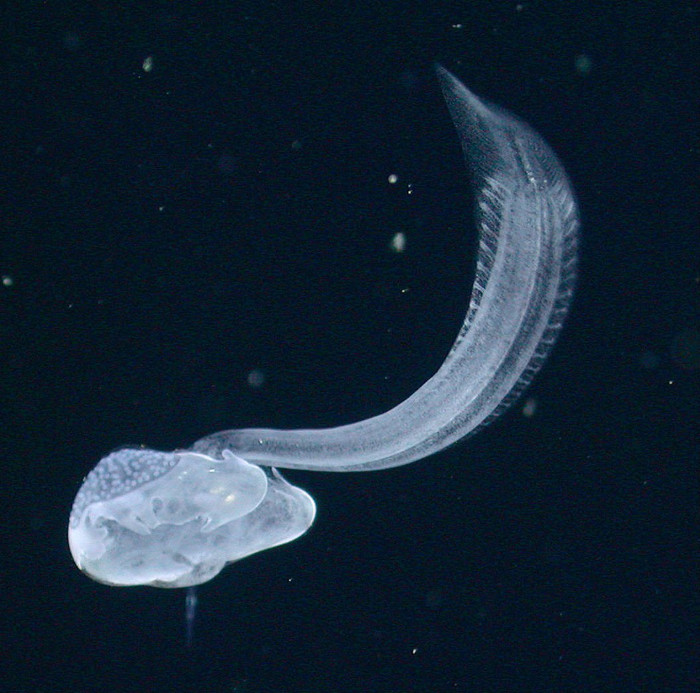 Picture 1 of Marine creatures 'carriers' re-exported after 100 years