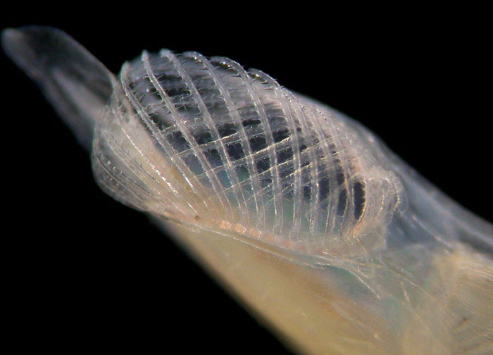 Picture 8 of Marine fish species appear in Vietnamese sea