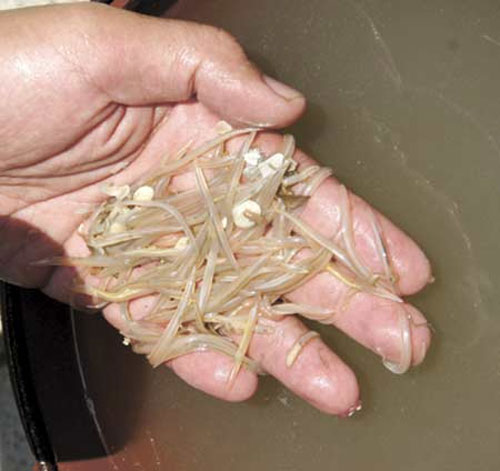 Picture 9 of Marine fish species appear in Vietnamese sea