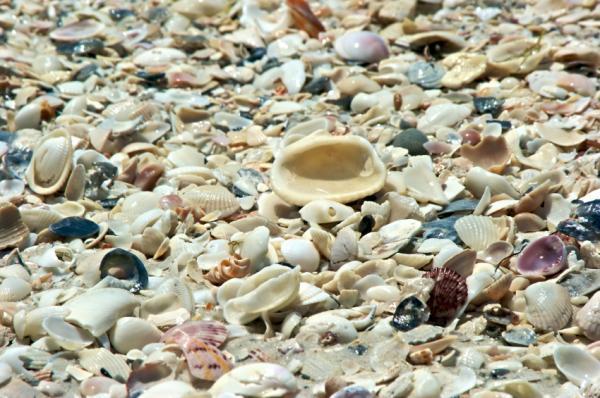 Picture 1 of Marine organisms are facing a dim future in a world full of carbon dioxide