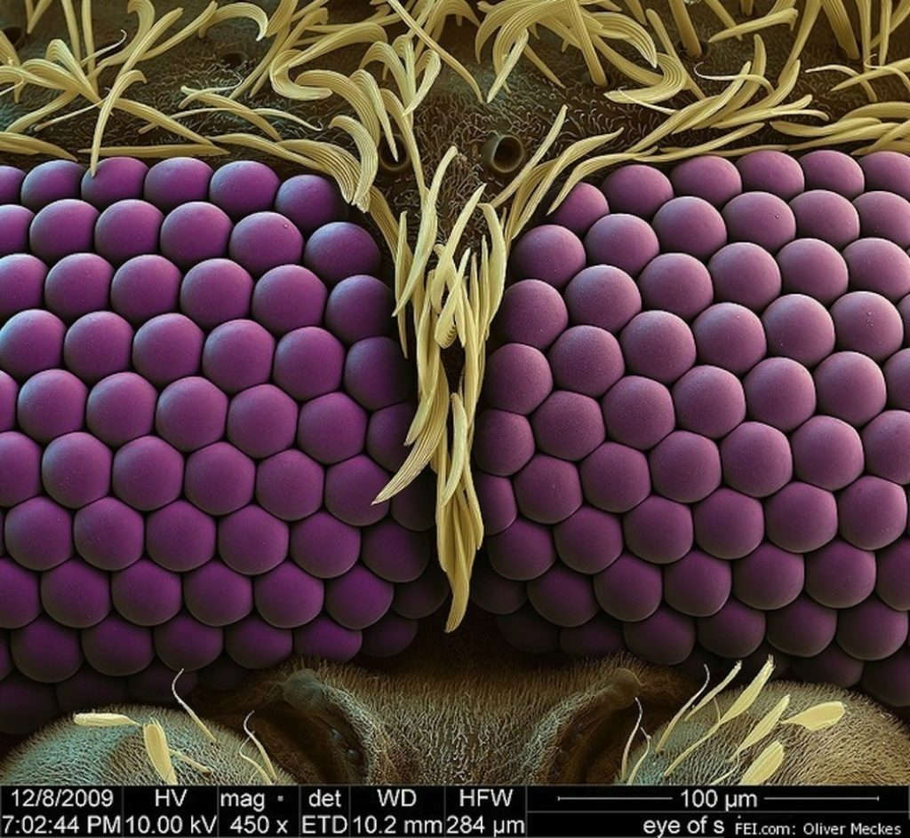 Picture 15 of Marvel at 35 familiar images that become incredibly bizarre under a microscope