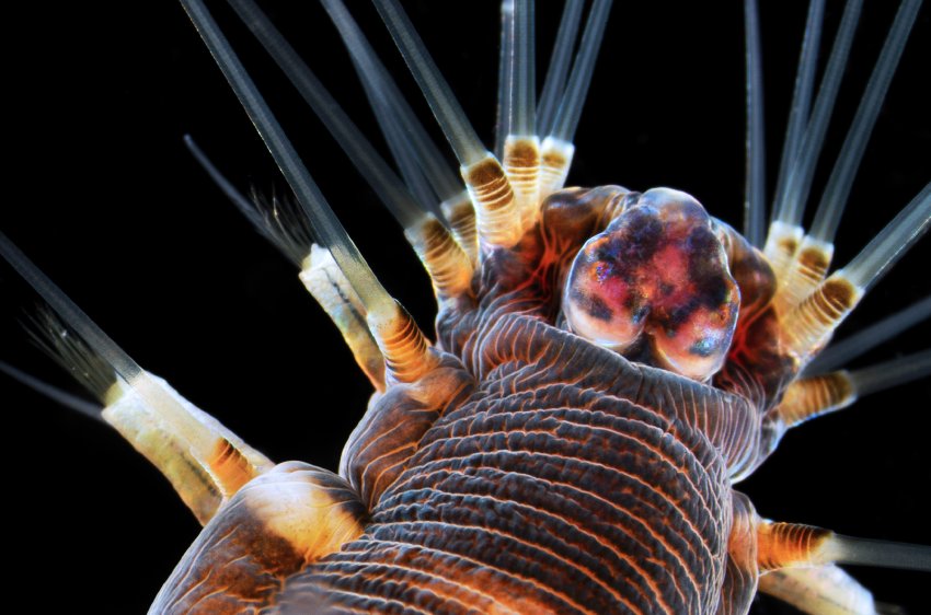 Picture 2 of Marvel at 35 familiar images that become incredibly bizarre under a microscope