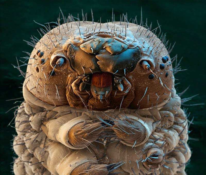 Picture 23 of Marvel at 35 familiar images that become incredibly bizarre under a microscope