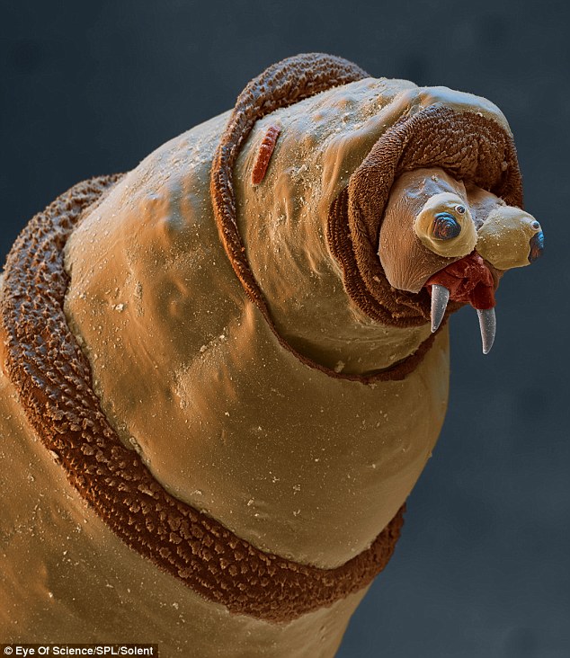 Picture 26 of Marvel at 35 familiar images that become incredibly bizarre under a microscope