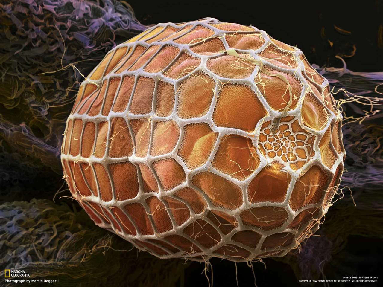 Picture 29 of Marvel at 35 familiar images that become incredibly bizarre under a microscope