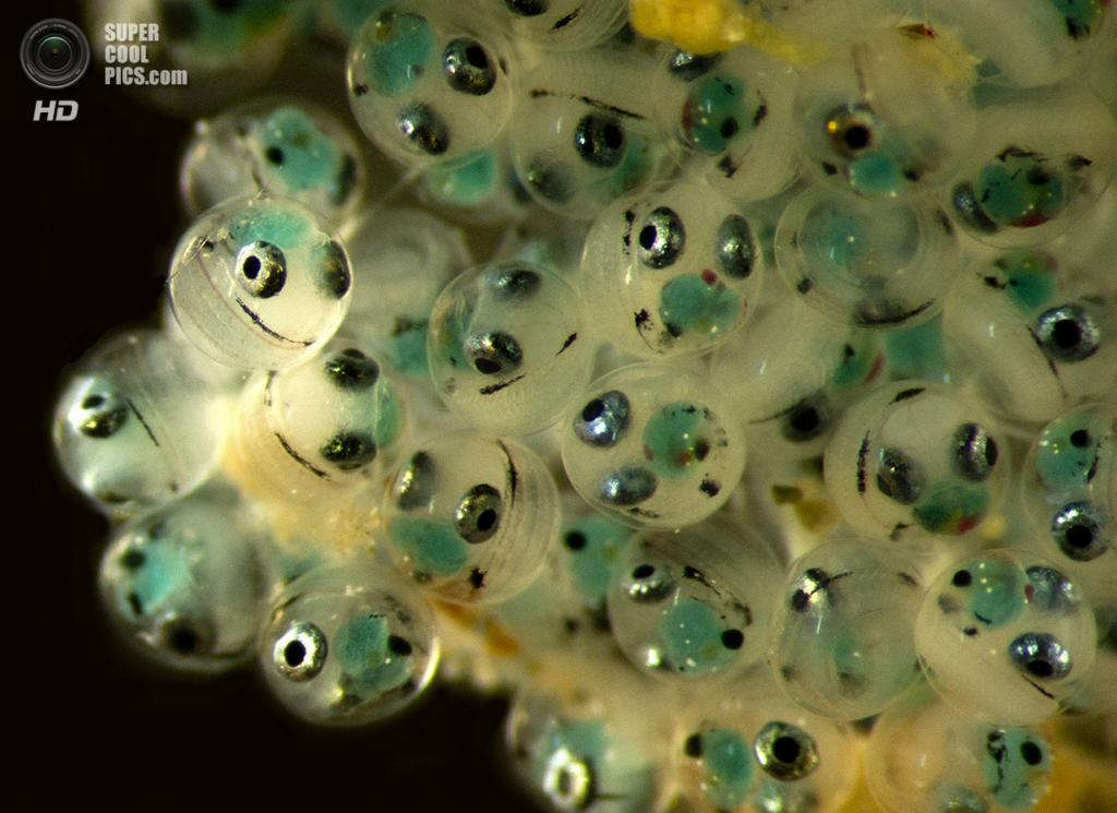 Picture 30 of Marvel at 35 familiar images that become incredibly bizarre under a microscope