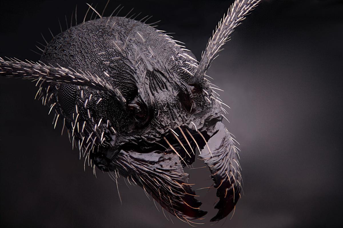 Picture 31 of Marvel at 35 familiar images that become incredibly bizarre under a microscope