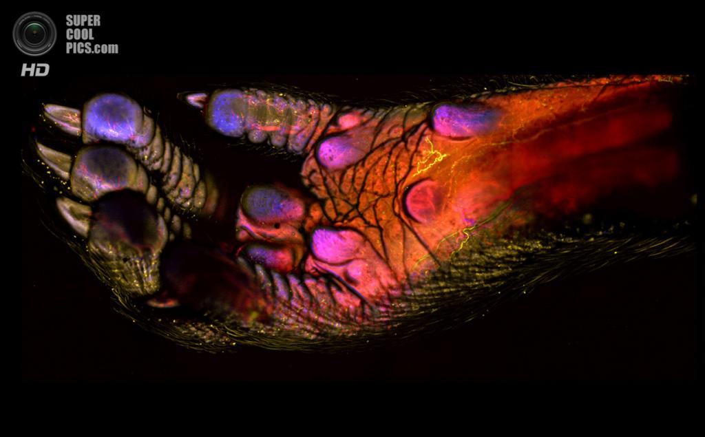 Picture 32 of Marvel at 35 familiar images that become incredibly bizarre under a microscope