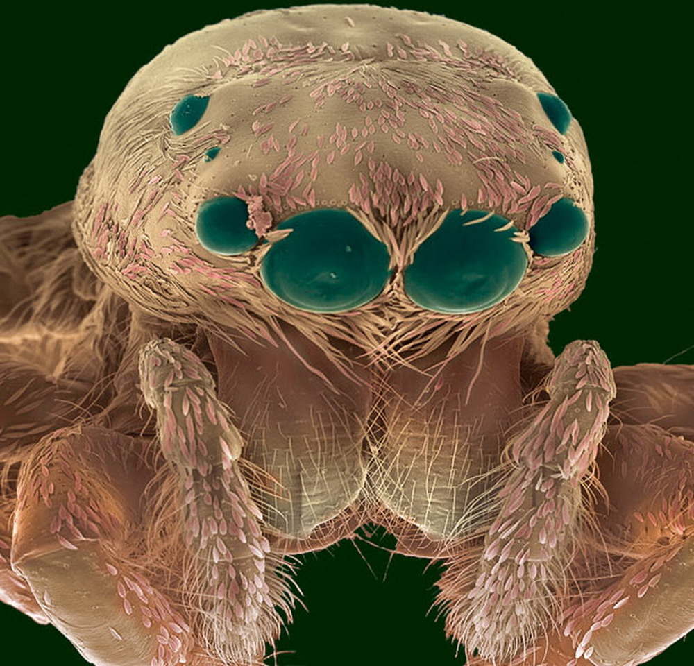 Picture 35 of Marvel at 35 familiar images that become incredibly bizarre under a microscope