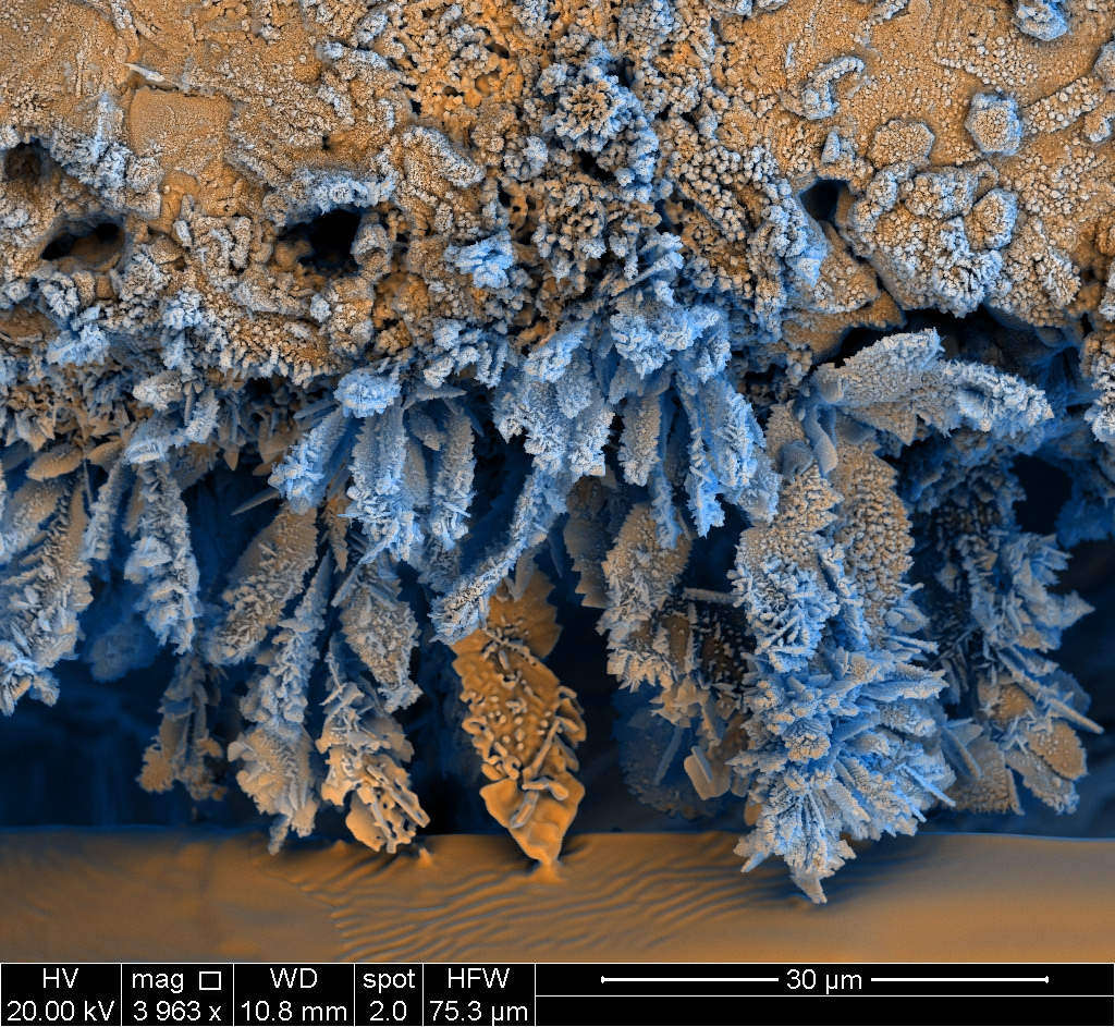 Picture 5 of Marvel at 35 familiar images that become incredibly bizarre under a microscope