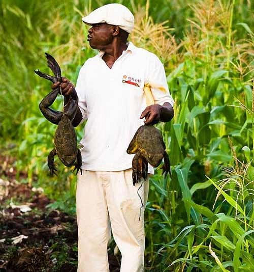 Picture 4 of Marvel at giant frogs, 1m long, 8kg heavy