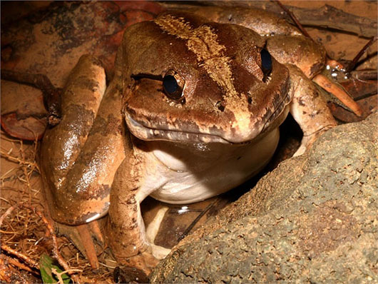 Picture 5 of Marvel at giant frogs, 1m long, 8kg heavy