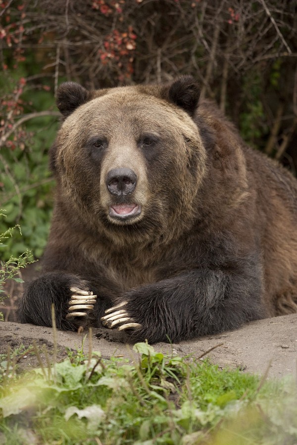 Picture 6 of Marvel at superhero abilities in animals