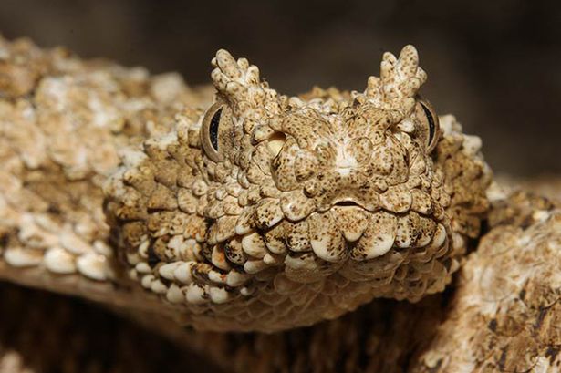 Picture 2 of Marvel at the clever way of catching spider venomous snakes