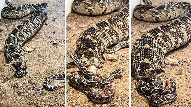 Picture 1 of Marvel at the giant snake that spans 57 at a time