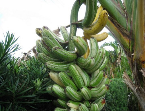 Picture 4 of Marvel at the most exotic and mysterious banana varieties in the world