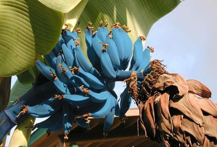 Picture 5 of Marvel at the most exotic and mysterious banana varieties in the world