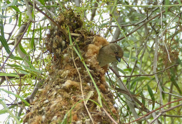 Marvel At The Strange Bird's Nest In The World