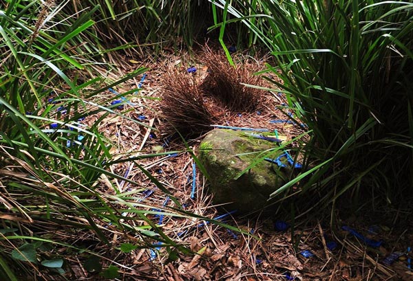 Picture 9 of Marvel at the strange bird's nest in the world