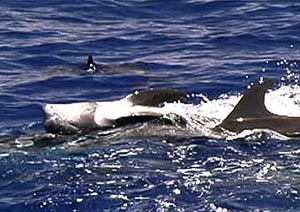 Picture 1 of Massacre of dolphins in Sri Lanka