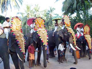 Massage for ... elephants images 1